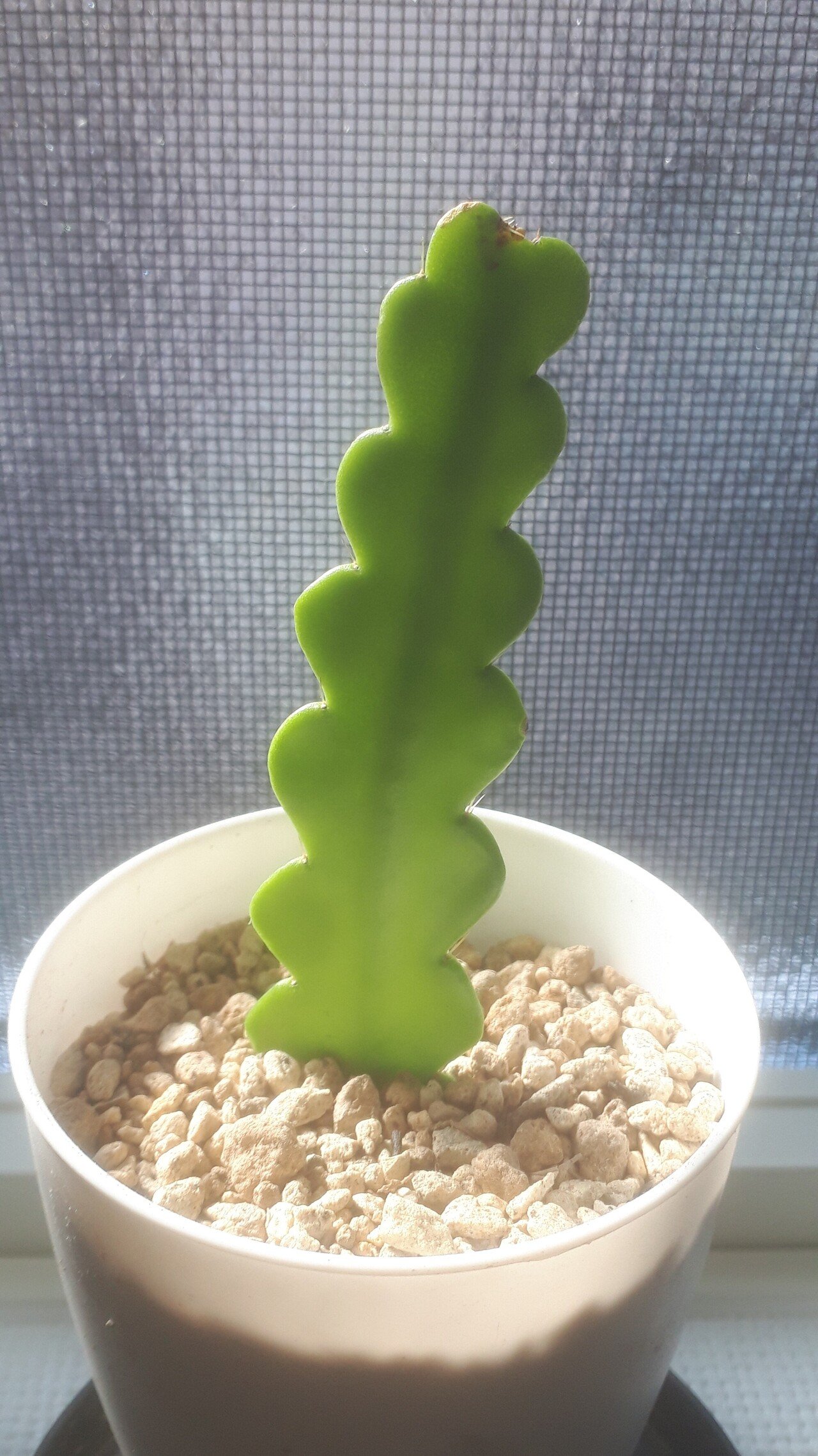風で折れてしまったジグザグサボテンさんを植えてみました タヌ Note 風で折れてしまったジグザグサボテンさんを植えてみました タヌ Note
