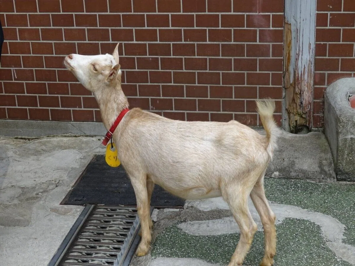 画像44