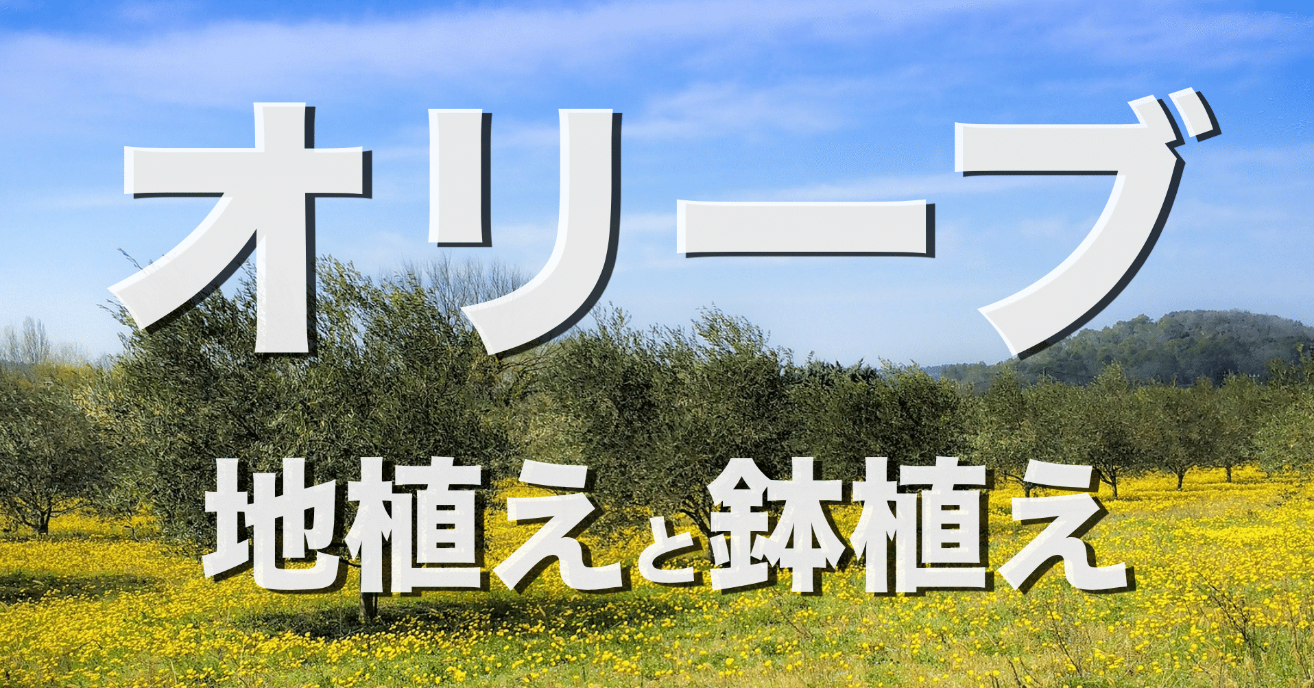 オリーブの鉢植えと地植えのメリットとデメリット オリーブ農家の日常 Note