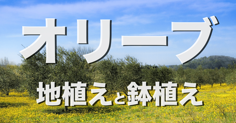 オリーブの鉢植えと地植えのメリットとデメリット オリーブ農家の日常 Note