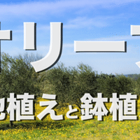 オリーブの実を付ける品種の相性抜群なのはミッションとネバディロ ブランコ オリーブ農家の日常 Note