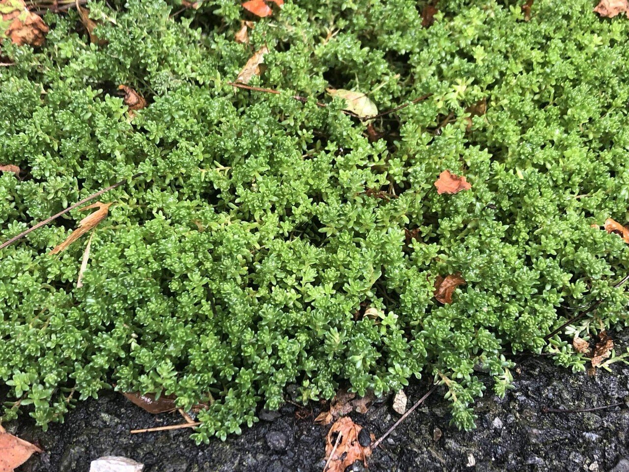 雑記 恐怖 セダムの侵略 馬味 Note 雑記 恐怖 セダムの侵略 馬味 Note