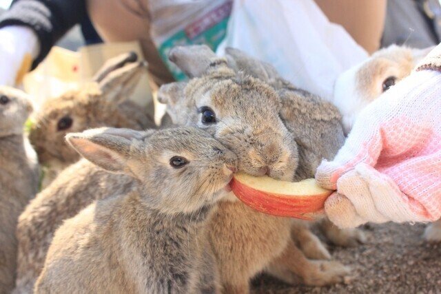 うさぎにおすすめの果物と食べてはいけない果物 うさぎの杜の学校 仮校舎 Note うさぎにおすすめの果物と食べてはいけない果物 うさぎの杜の学校 仮校舎 Note