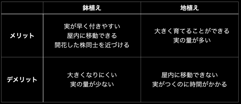 オリーブの鉢植えと地植えのメリットとデメリット オリーブ農家の日常 Note