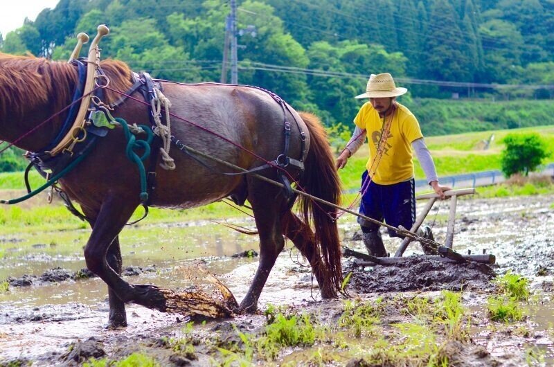 在来馬と耕す、お米づくり｜わた かず