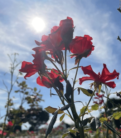 Rainy Days Never Stay 日本語訳は 止まない雨はない 良いときも悪いときもある 明けない夜はない 戯曲 マクベス の台詞 シェイクスピア作 作戦 サラリーマンゆう Note