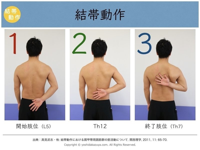 結帯動作の正常運動とは 吉田 一也 理学療法士 医学博士 Note