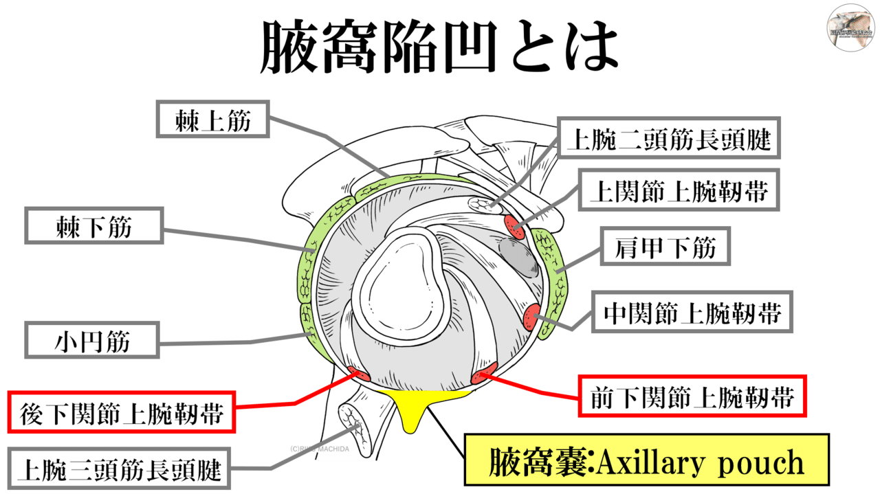 肩関節の極意 痛み編 - 運動と医学の出版社
