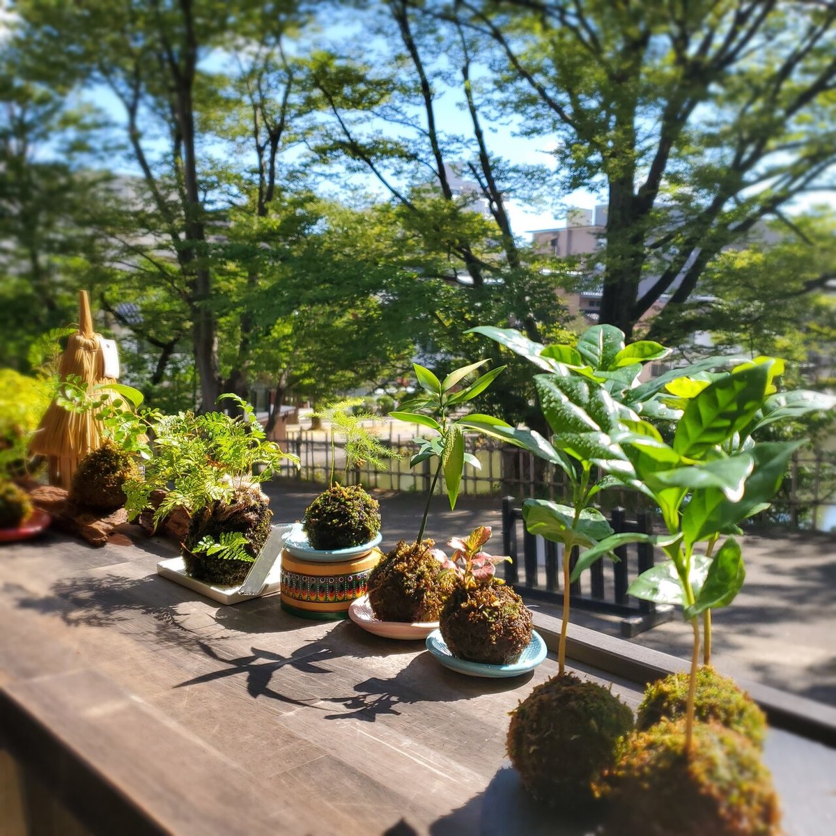 ミニ盆栽コーヒー苔玉を楽しむ⑤大きくなるとどうなる？｜金澤屋流お家 
