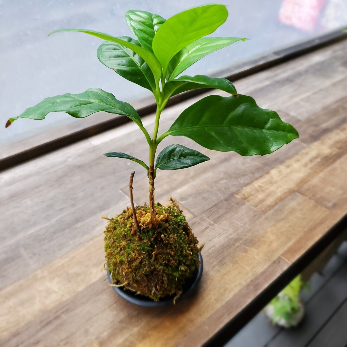 ミニ盆栽コーヒー苔玉を楽しむ⑤大きくなるとどうなる？｜金澤屋流お家 