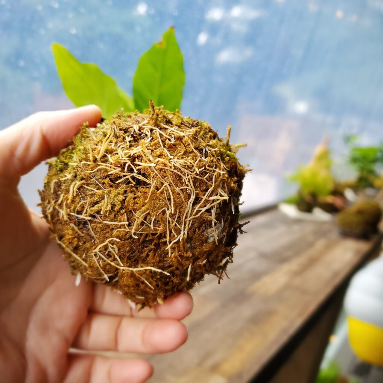 ミニ盆栽コーヒー苔玉を楽しむ 大きくなるとどうなる 金澤屋流お家カフェvol 52 お松 金澤屋珈琲店 Note