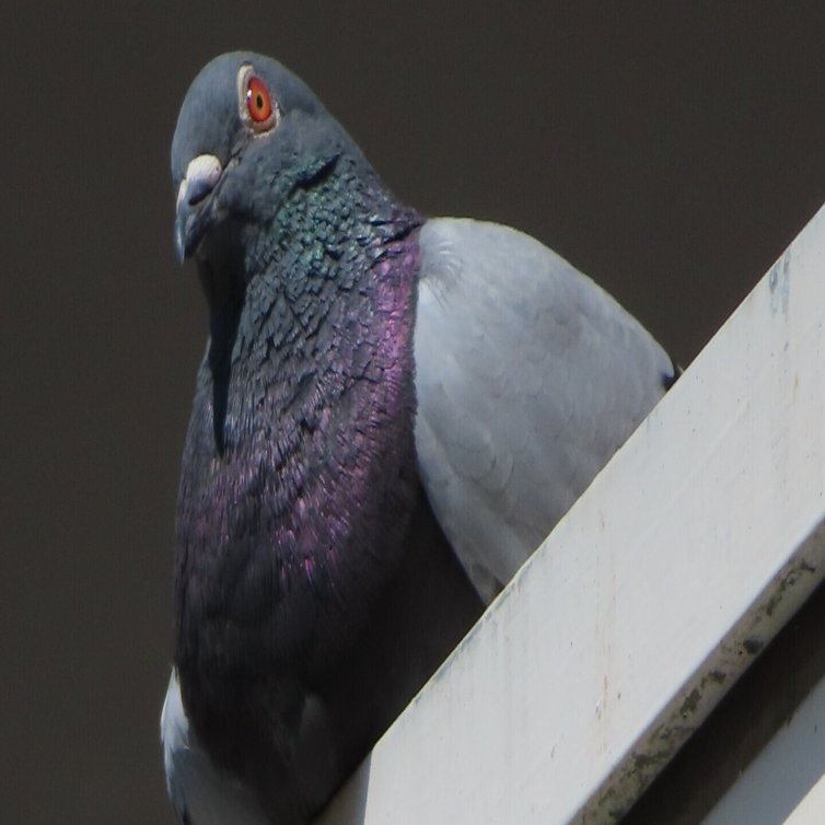 ハトが登場する非常識コメディ ハトにパンを に評価をいただいています 月澄狸 Note