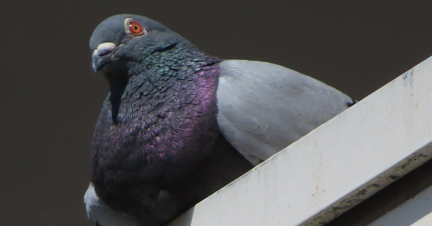 ハトが登場する非常識コメディ ハトにパンを に評価をいただいています 月澄狸 Note ハトが登場する非常識コメディ ハトにパンを に評価をいただいています 月澄狸 Note