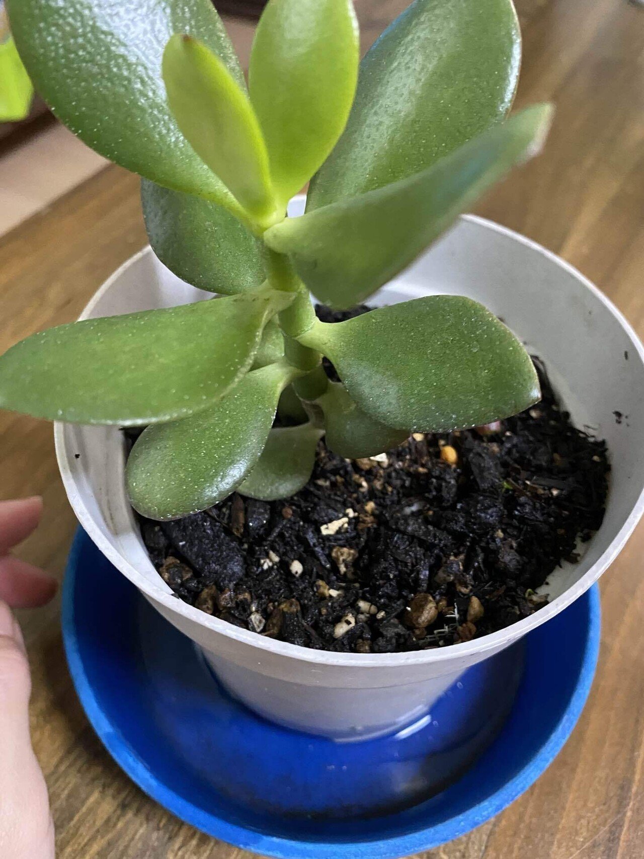 新入り 今日 友達からもらった どんどん増えてきたらしく 玄関先にどっさりあったのを１つもらった 多肉植物を育てるのが 下手なんだが 大丈夫だろうか 枯れないように願いながら大きくしたい 金 Mi A Note