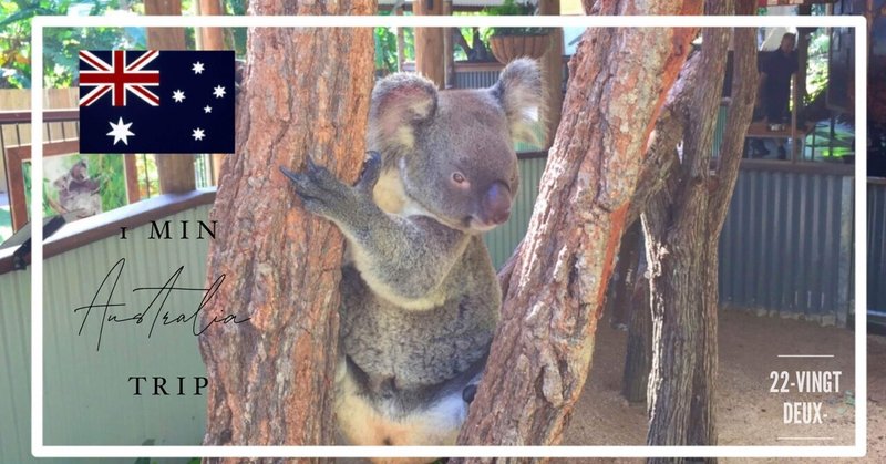🇦🇺【1minでオーストラリア散歩】可愛すぎるオーストラリアの動物たち