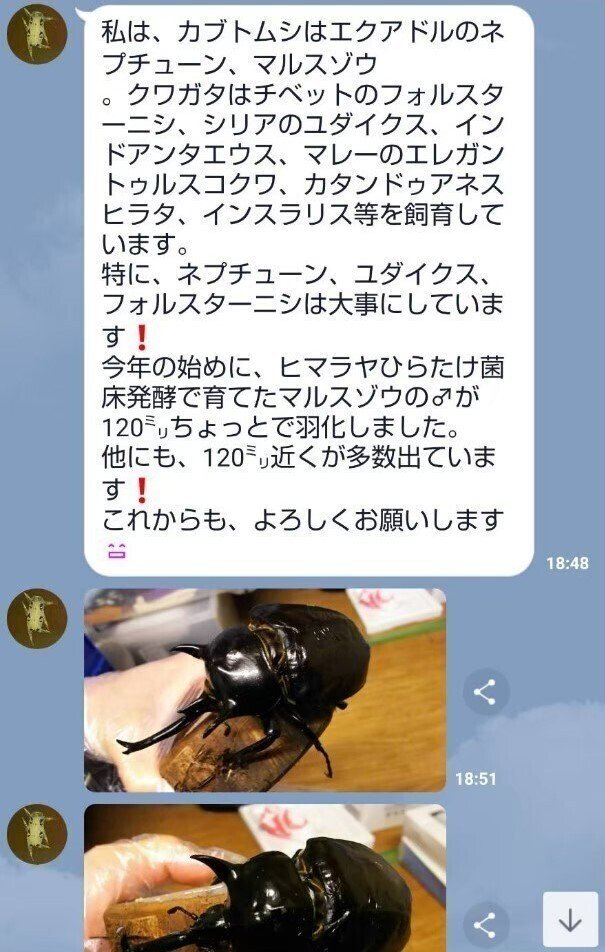 ヒマラヤひらたけ発酵マット|iketeru_1130 ヒマラヤひらたけ発酵マット|iketeru_1130