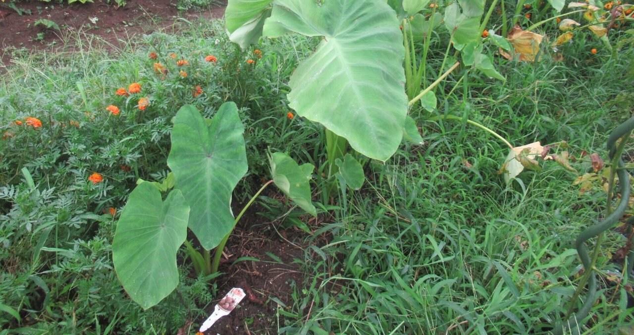 こんにちは セレベスは芋茎を収穫するために植えていますが 他の里芋に比べて育ちが悪いです サカタニミホ Note