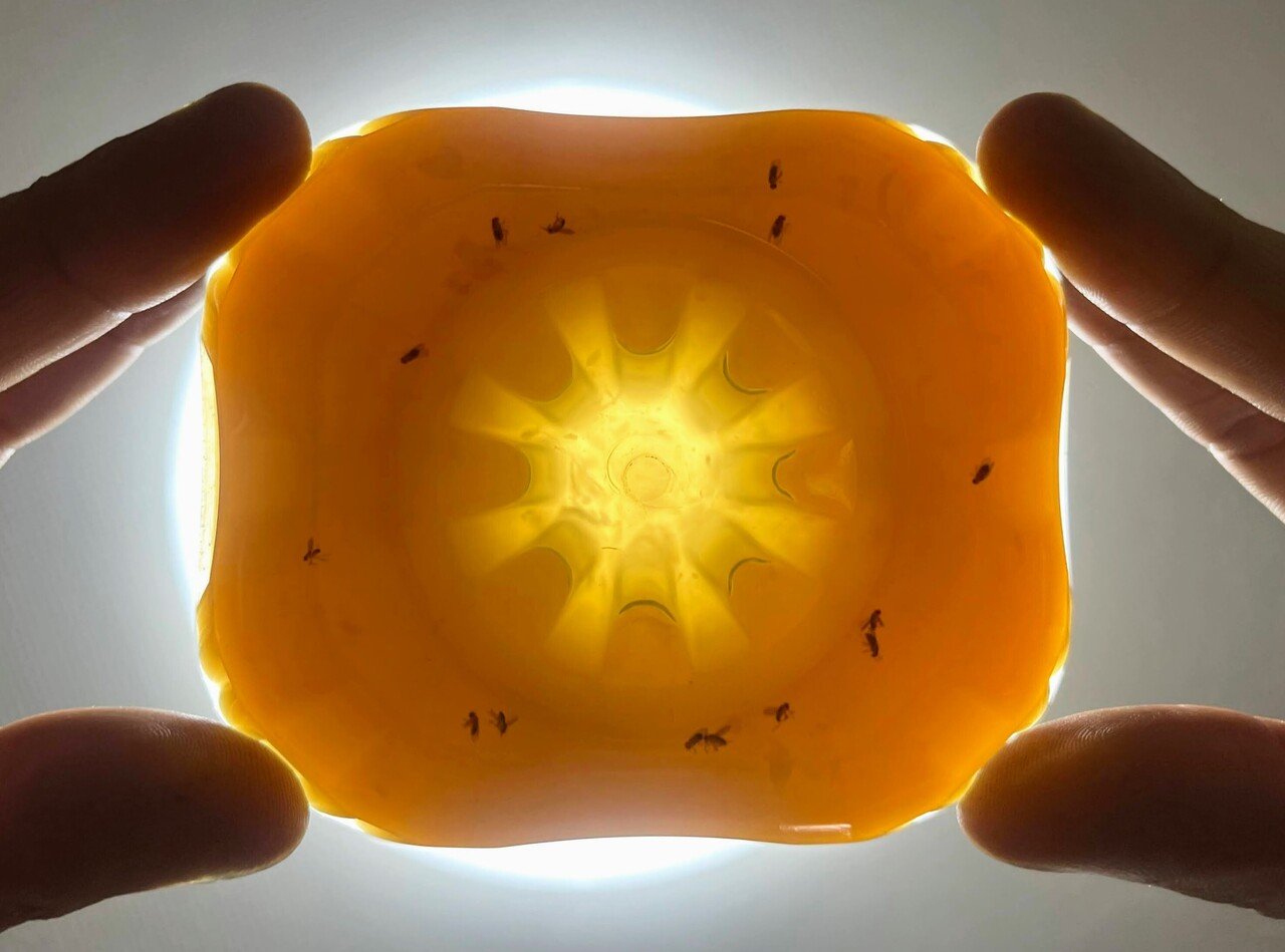 ブヨ ブユ ブト 駆除対策はめんつゆトラップがおすすめです いち Note ブヨ ブユ ブト 駆除対策はめんつゆトラップがおすすめです いち Note