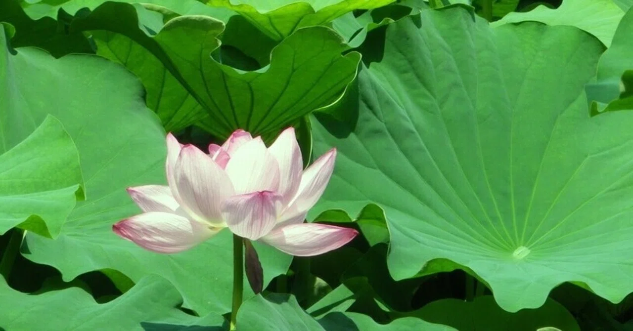 サウンド・エデュケーション「きこえない音は存在するか？」〈蓮の花の