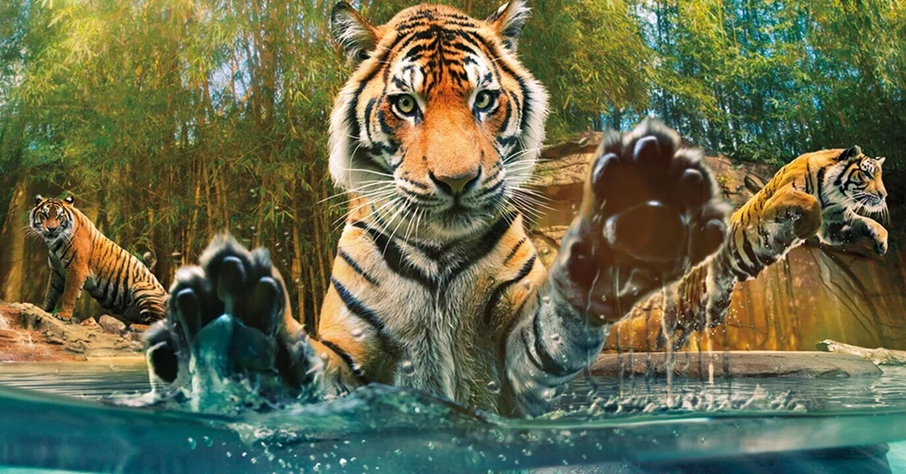 猛獣の英語表現は何が違う？beastとpredatorの使い分けや危険生物のネイティブ表現を徹底解説