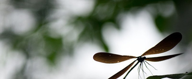 カミサマトンボの夏 草野真一 Note