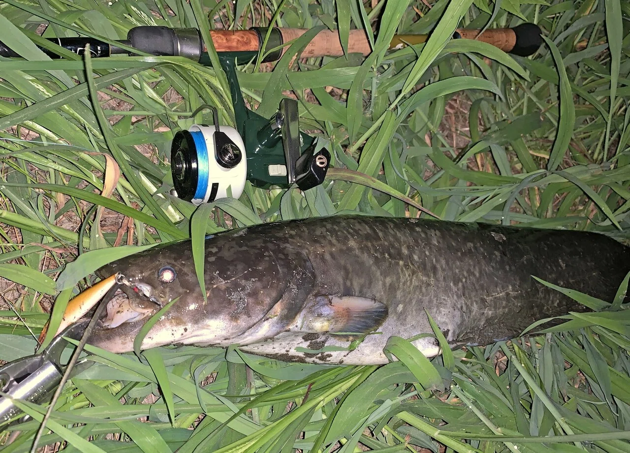 23区で魚釣り 多摩川のナマズ釣り 世田谷区 あらきただし Note 23区で魚釣り 多摩川のナマズ釣り 世田谷区 あらきただし Note