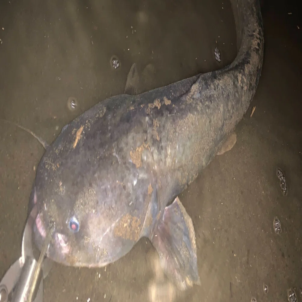 23区で魚釣り 多摩川のナマズ釣り 世田谷区 あらきただし Note