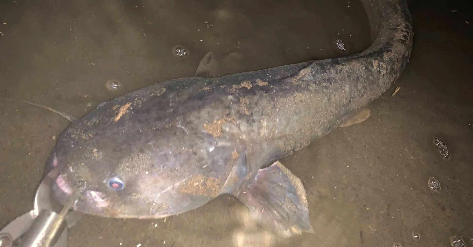 23区で魚釣り 多摩川のナマズ釣り 世田谷区 あらきただし Note 23区で魚釣り 多摩川のナマズ釣り 世田谷区 あらきただし Note