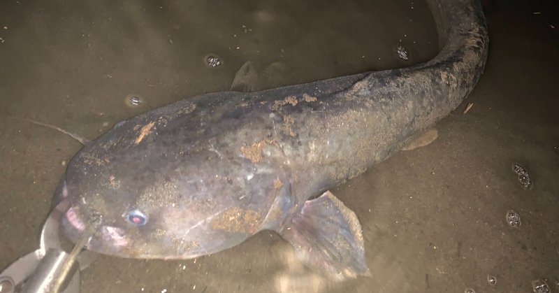 23区で魚釣り 多摩川のナマズ釣り 世田谷区 あらきただし Note