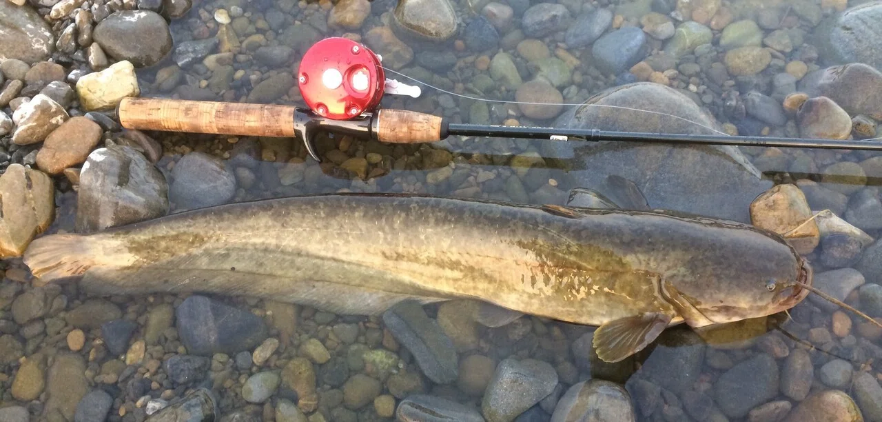23区で魚釣り 多摩川のナマズ釣り 世田谷区 あらきただし Note 23区で魚釣り 多摩川のナマズ釣り 世田谷区 あらきただし Note