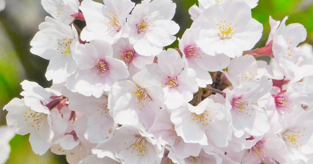 美園さくらの退団に捧ぐ 銀橋 Note 美園さくらの退団に捧ぐ 銀橋 Note