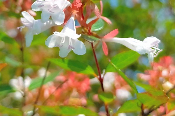 アベリアの花言葉強運 の新着タグ記事一覧 Note つくる つながる とどける アベリアの花言葉強運 の新着タグ記事一覧 Note つくる つながる とどける