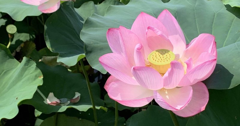 終戦記念日とマリア被昇天が重なる意味 アリエル有輝の宇宙図書館 Note