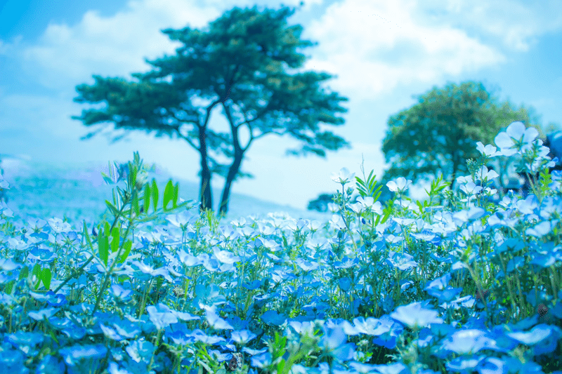 青い花 花言葉 特徴 まとめ Rocky Note