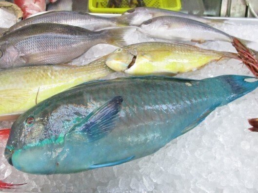 インドネシア 白い砂浜の正体は魚の糞 Kenhappy Note