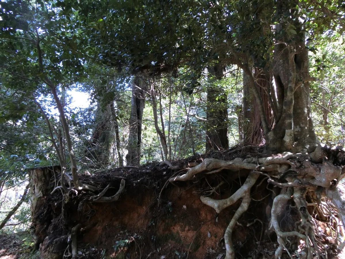 画像16