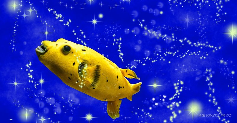 Photoshop遊び / 星屑に魅せられた魚