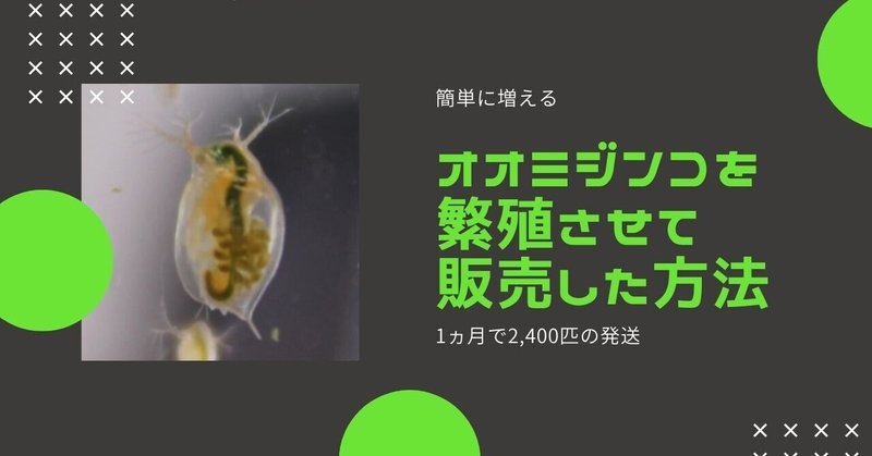 オオミジンコを種水から繁殖させて 1ヶ月で2 400匹販売した方法を紹介 トス屋めだか Note