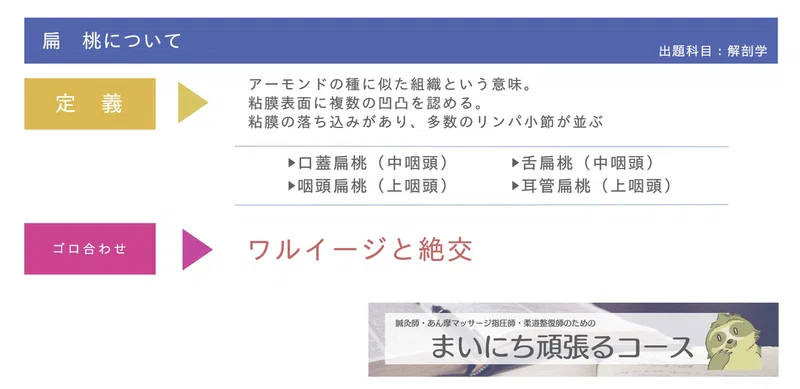 解剖学 図解イラストとゴロで簡単 ワルダイエルの咽頭輪 の覚え方 森元塾 国家試験対策 Note