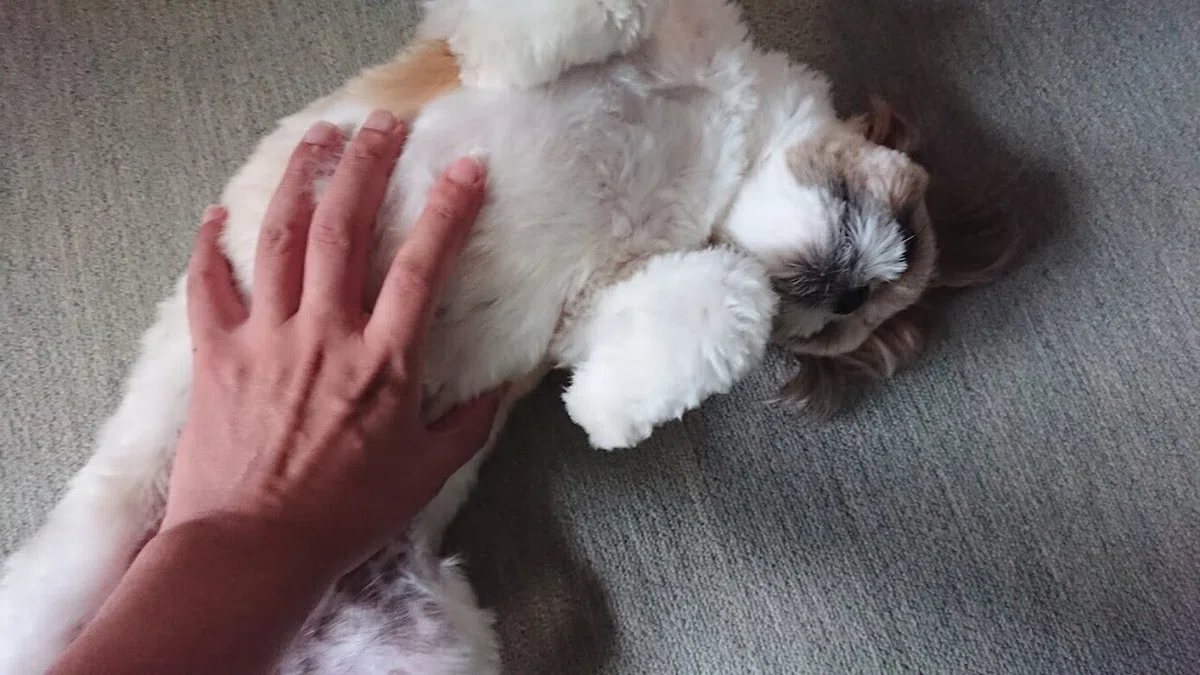 画像1