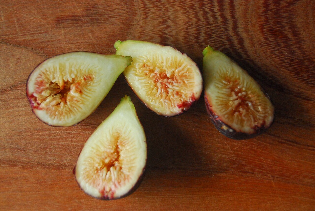 イチジクの大苗 LSUエバービーリング5年生 イチジク 苗木 LSUエバー