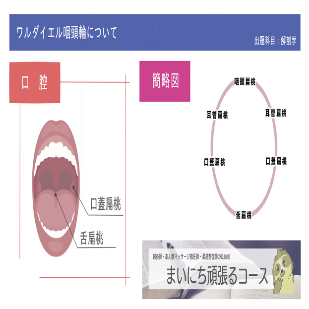 舌扁桃の図