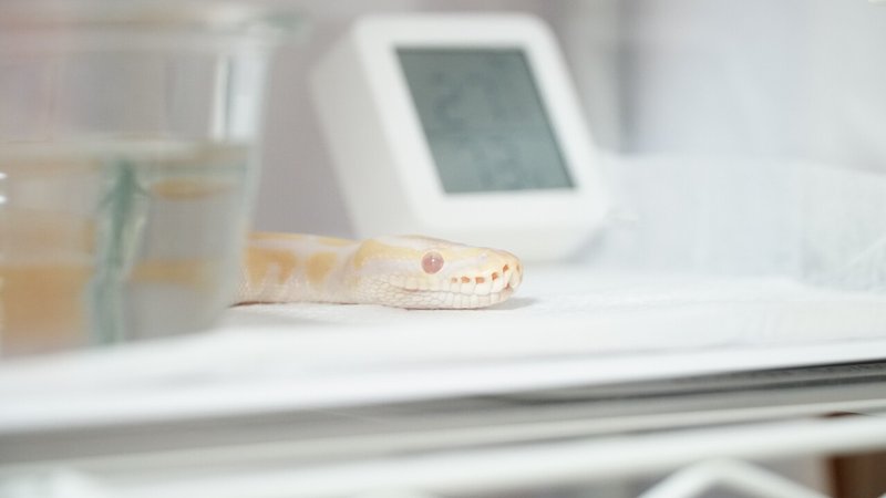 ボールパイソン飼育開始から1か月間の記録を振り返る Nina Note