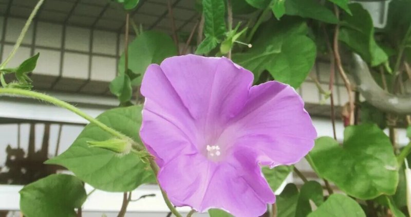 Morningglory の新着タグ記事一覧 Note つくる つながる とどける Morningglory の新着タグ記事一覧 Note つくる つながる とどける