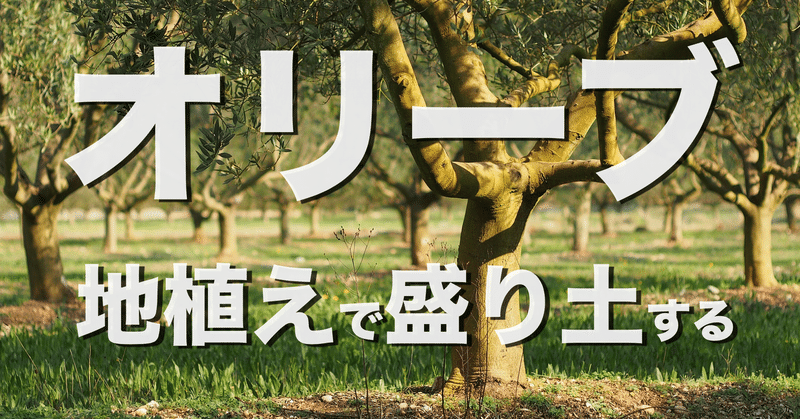 オリーブの地植えには盛り土は絶対必要か オリーブ農家の日常 Note