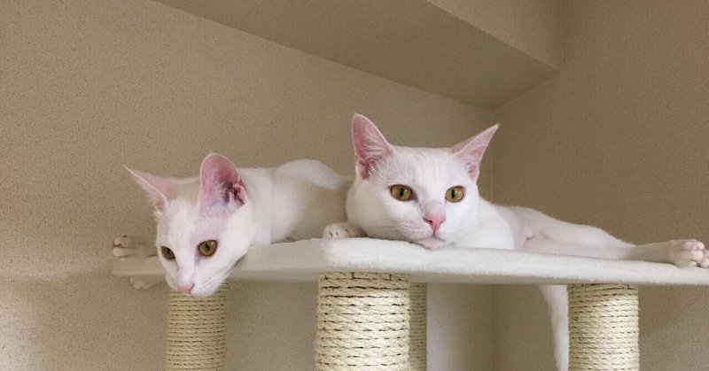 吐き戻し の新着タグ記事一覧 Note つくる つながる とどける