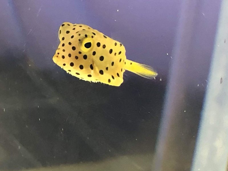 幸せの黄色いサイコロ さんちゃん Note