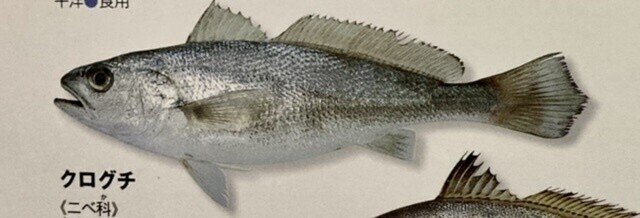 戴いた魚を図鑑で調べてみたら驚きの展開となった話 Pirokichi Note