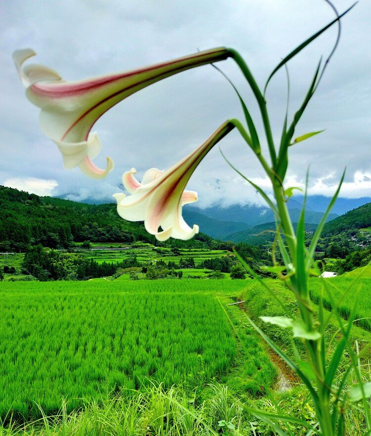 とりあえず雨が止んで❀.*･ﾟ