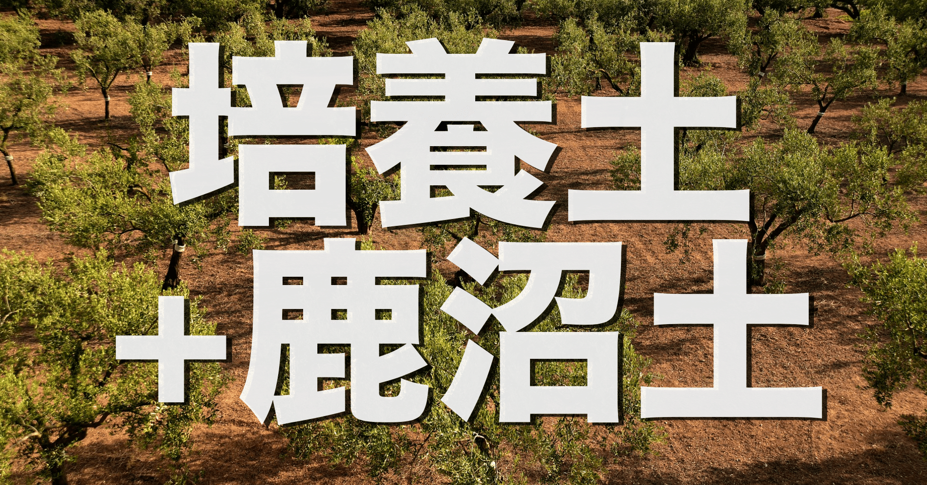 オリーブを育てるのに培養土に鹿沼土 小粒 を2 3割入れると最高の土ができる オリーブ農家の日常 Note